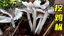 家门口的鸡枞出土了，当然是挖回家烧汤啦