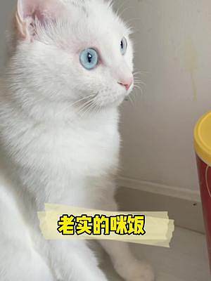小貓咪太老實(shí)怎么辦…只能用心寵著#抖音動(dòng)物圖鑒 #動(dòng)物的迷惑行為 #鮮肉Yes肉粉No
