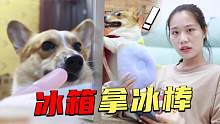 狗狗成精了，不但学会了在冰箱里拿冰棍，竟然还学会了关冰箱门？