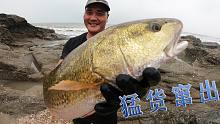 打窝过的一百平底潮坑，浑身金黄的猛货窜出，还有名贵的石斑鱼