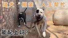 大型猛犬相亲现场，母犬不配合只能人工帮忙，这样能配上吗？