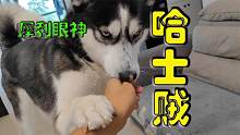 看到主人喂别的狗狗馒头，二哈偷走馒头拔腿就跑，哈士贼名不虚传