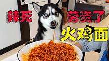 狗狗非要抢主人的火鸡面吃，结果一口下去二哈就辣得翻白眼，真逗