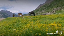 玉树保梭色峰山脚下，七月太美！