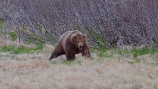 海外鸡肉哥用复合弓打到一只阿拉斯加棕熊