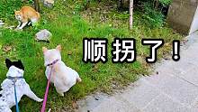 法斗见到路边的小橘猫，开心得都顺拐了，狗子：走，去吸猫！