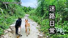 都说狗子认识路，铲屎官却被越带越远，之后徒步了两小时才回到家