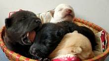 4只小土狗出生10天狗妈就给毒死了，有人愿意领养吗？坐标广西