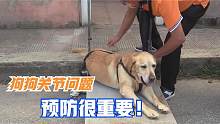 狗狗关节问题预防很重要！