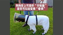 穿着“宇航服”的狗狗，居然可以给蜜蜂看病