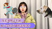 年后突然去上班，狗子会得分离焦虑症嘛？