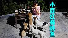 妈妈摘了一篮子小西红柿，冬宝用草鱼一起炖，狗子看到都流口水！