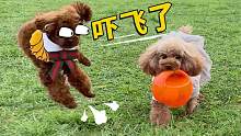 女汉子狗狗玩球，直接把小奶狗吓飞了，小泰迪求饶：女侠饶命！