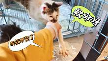 顽皮小猫不堪被笼养强行越狱，机智主人一把拽回：拿来吧你！