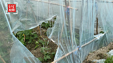 崇州几十个蔬菜大棚一夜被毁 菜农称损失几十万 警方已立案