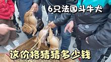 6只法国斗牛犬被狗贩子抱窝，一只才550，转手都卖1千一只！