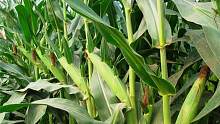 玉米高产有妙招，地里撒一物？穗大粒饱抗倒伏，每亩增产300斤