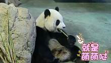 熊猫宝宝圆仔手握竹笋吃得香，一根不够再来一根，好可爱！