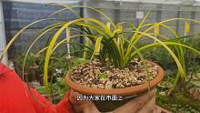 随州兰花：一春兰眼镜蛇水晶草，一款蕙兰顶级黄心草，太漂亮了！