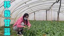 春回大地，一棵棵甘蓝苗从棚里移到了棚外，90天后就可送达餐桌