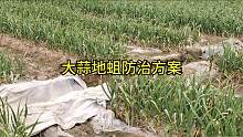 大蒜地蛆防治小技巧，选对药，用对时间，一遍顶两遍！