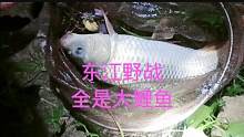 东莞免费钓鱼场，桥头东江河段，收获满满。