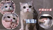 洗了澡视觉效果瘦五斤，表情包胖猫猫突然当场发飙