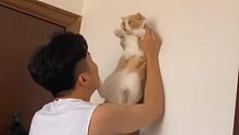 猛男吸猫迷惑行为大赏！