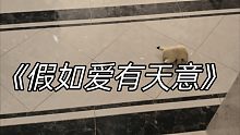 假如爱有天意？这歌狗都不听
