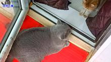 胖公猫用庞大身躯堵门，霸气眼神吓退小母猫，胖猫：朕凭实力堵门