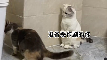 是什么让小猫咪站了起来？！