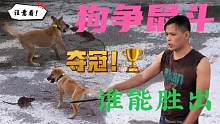 狗争鼠斗，各出奇招，谁才是王者