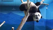 熊猫圆仔倒挂树上玩得嗨；没错，我就是名副其实的功夫熊猫！