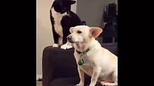 猫：思前想后的，这狗头必须打...