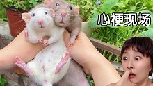 南方老鼠和大白鼠生出了啥玩意儿 up直接心梗                            