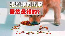 养狗十几年，才知道把狗粮倒出来是错的！