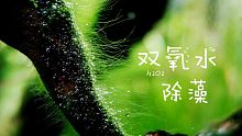 【草缸】双氧水除藻效果究竟怎么样？10天点射记录