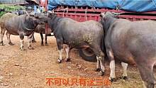 浙江老看上三头一对牙小公牛，一头九百斤左右要价四万二立马答应