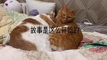 肉松有多招猫喜欢，真实演绎一段爱情故事