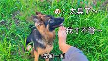 中华田园犬的智商真是个谜，时而聪明乖巧，时而变成沙雕
