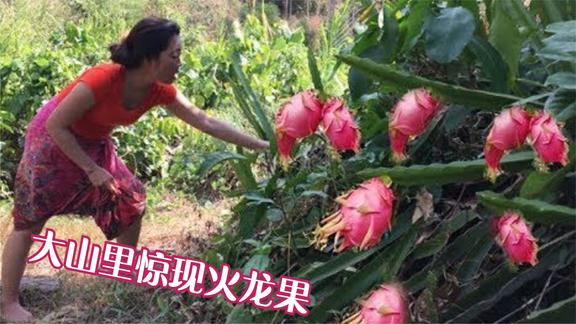 野生大姐肚子饿的咕咕叫，没想到深山老林还有野西瓜，这回精彩了