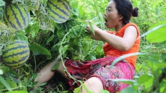 野生大姐肚子饿的咕咕叫，没想到深山老林还有野西瓜，这回精彩了
