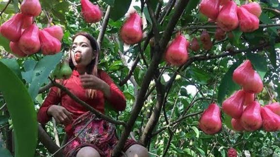 越南大姐丛林冒险，在大山收获一树野生的玫瑰果，有钱都买不到