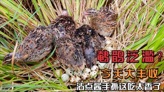 鹌鹊泛滥？村花“一锅端”还发现一堆蛋，手抓着吃配上蘸料太香了