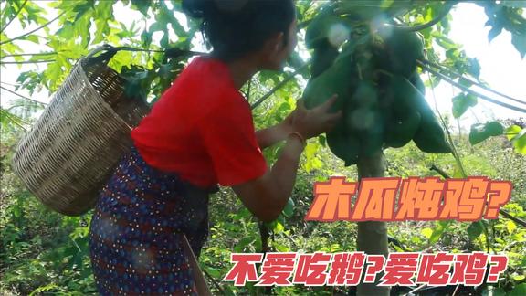 热带地区就是好，水果不愁吃到处都是，木瓜加芭蕉杆炖鸡超乎想象