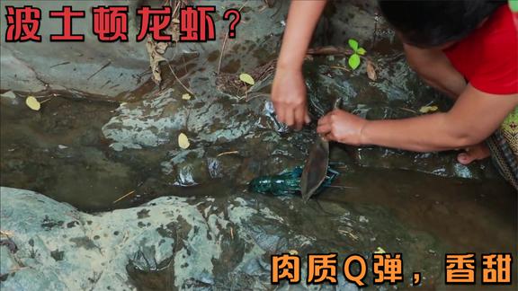 龙虾还有淡水的？村花河中觅食，意外收小青龙，直接拿回家炭烤
