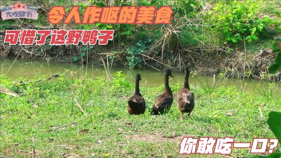 泰国野鸭这么猖狂？村姑直接抓回去炖汤，鸭汤不敢恭维，你敢喝?