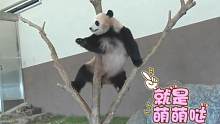 淘气的熊猫团子站到树杈顶端卖萌，看着真让人揪心