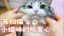 小猫咪的报复心有多强#红红火火过大年#萌宠治愈季