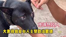 大黑狗眼睛得到爱心人士救治，它很配合治伤，就是疼起来想咬人